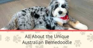 Bernedoodle